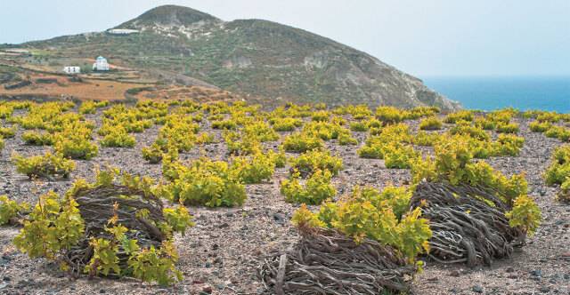 Santorini faces historic collapse in grape harvest as vineyards shrink and prices soar