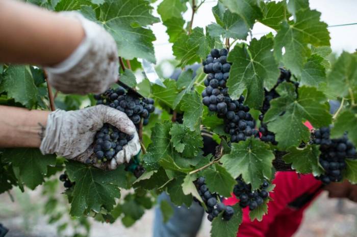 Puglia grape harvest rebounds with strong Primitivo yields and improved quality in 2025