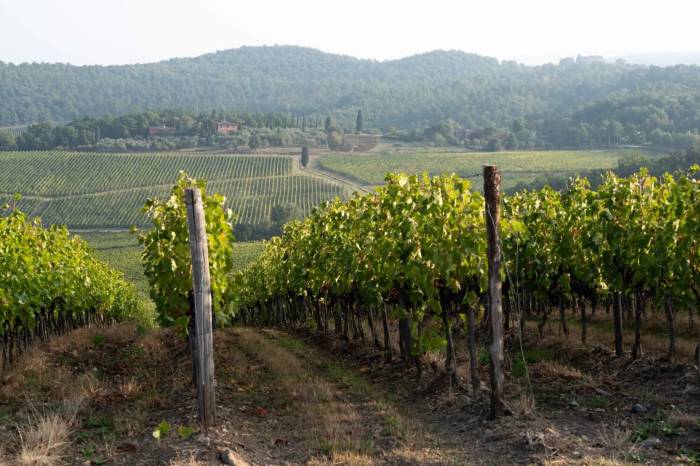 Chianti wine production set to decline in 2025 but quality remains high