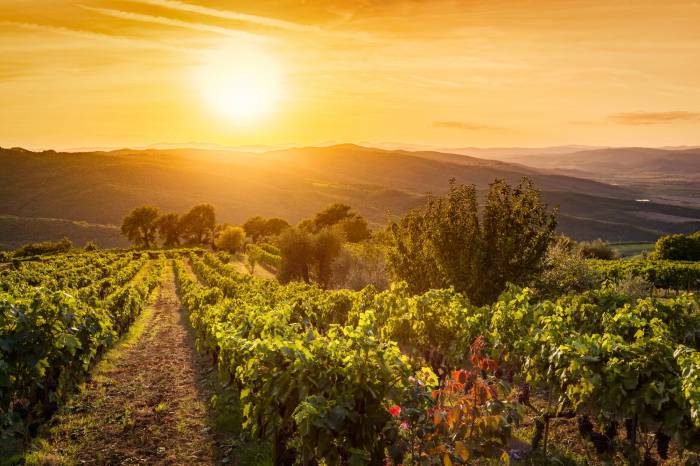 Climate change transforms wine regions and reshapes European agriculture and culture