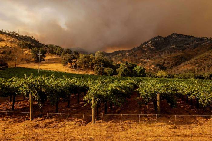 Pickett Fire inflicts $65 million in damages on Napa wine industry as smoke taint threatens grape harvest