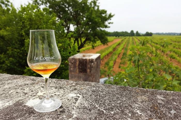 Cognac region reallocates 3,600 hectares of vineyards to generic wine production amid surplus concerns