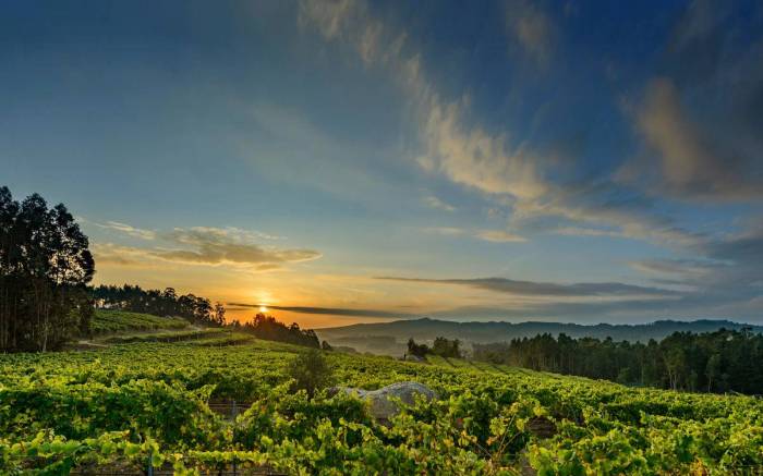 La vendimia de Rías Baixas prevé un aumento del 20 por ciento y podría alcanzar los 50 millones de kilos