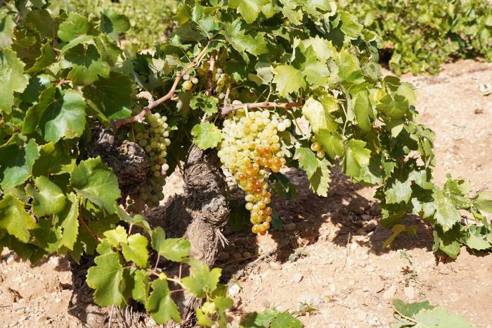 Castilla-La Mancha declara el 30 de noviembre como Día de la Variedad Airén