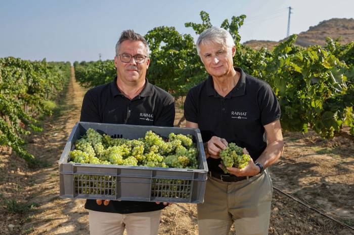 Raimat inicia la vendimia de 2025 con innovaciones sostenibles y una previsión de seis millones de kilos de uva ecológica