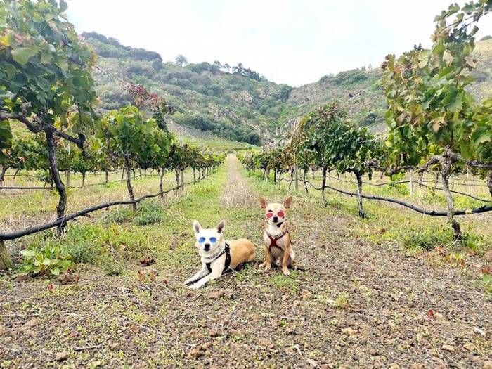 La Ruta del Vino de Gran Canaria impulsa el enoturismo petfriendly en la isla