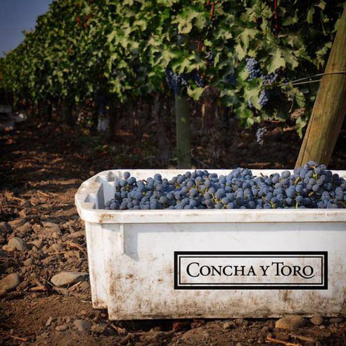 Viña Concha y Toro crece en ingresos y refuerza su apuesta por vinos premium y cerveza