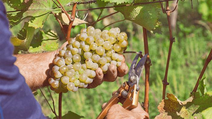Portugal weighs approval of disease-resistant Defensor grape for white wine production