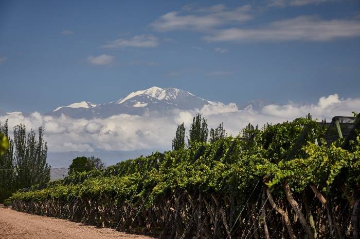 Alto Agrelo obtiene la quinta indicación geográfica de Luján de Cuyo en Mendoza