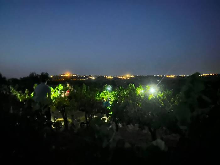 Bodegas Robles inicia la vendimia nocturna de Pedro Ximénez para su espumoso Brut Nature en Montilla-Moriles