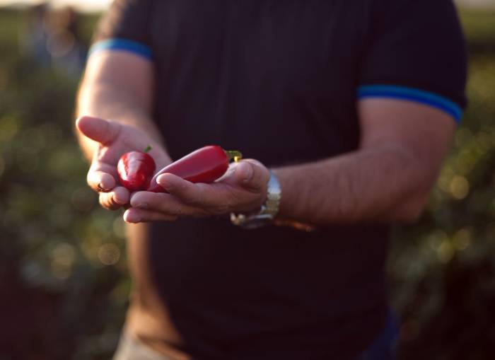 El chile seco, protagonista de la cocina tradicional en Chihuahua
