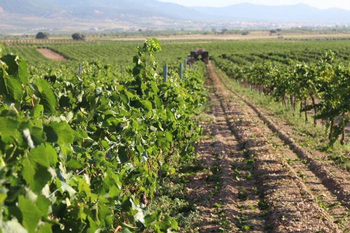 La vendimia en La Mancha comenzará en agosto con buenas previsiones y uvas de alta calidad