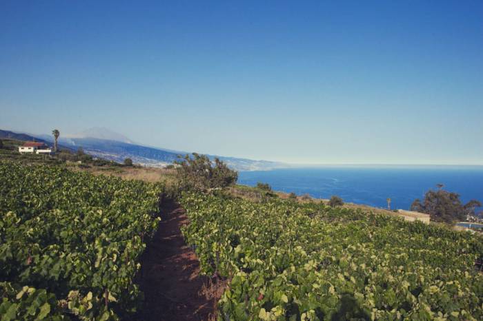 Detectan por primera vez filoxera en viñedos de Tenerife y activan protocolo de emergencia