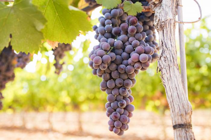 La vendimia arranca en Binissalem marcada por el clima y la adaptación al cambio climático