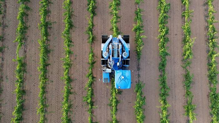 La vendimia 2025 arranca en La Mancha con la recolección anticipada de uvas blancas