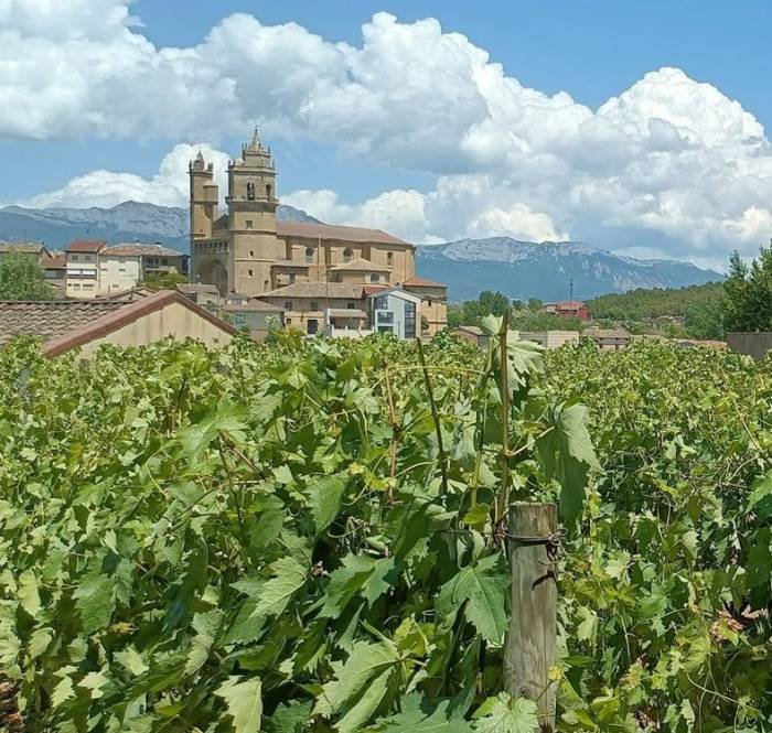 El Gobierno Vasco refuerza su apoyo a la identidad propia de los vinos de Rioja Alavesa