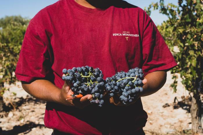 La vendimia en Jumilla alcanza los 49 millones de kilos tras la recuperación parcial del viñedo
