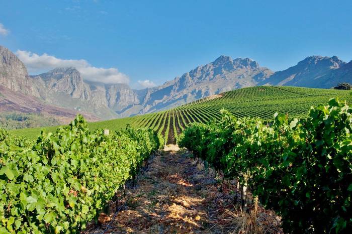 South Africa’s Wine Output Drops 21% in a Decade as Only 8% of Producers Turn a Profit