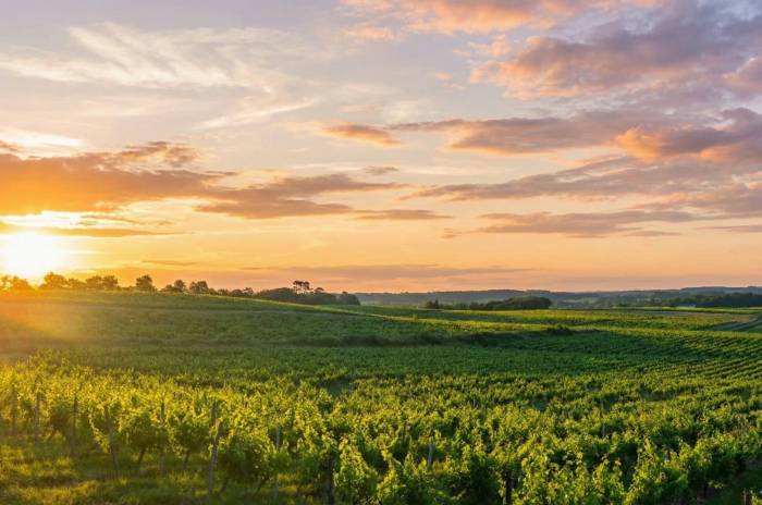 Bordeaux Faces Loss of 20 Percent of Vineyards by 2025 as Wine Crisis Deepens