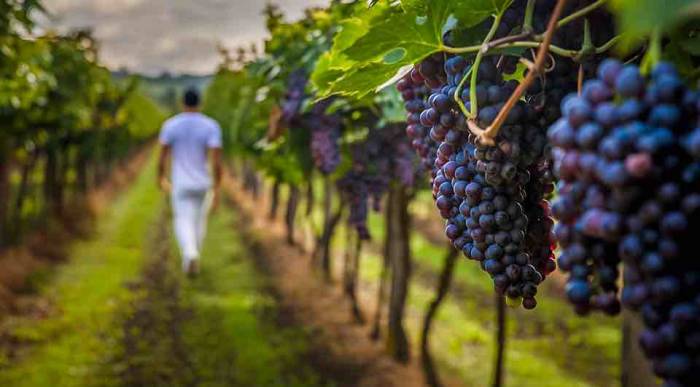 Rioja Alavesa Wines Fetch 16.1 Percent Premium Despite Similar Quality, New Research Finds