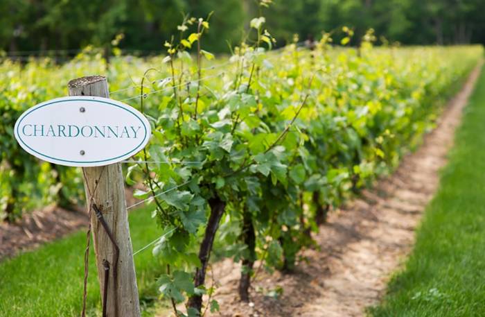 French Researchers Release 14,636-Leaf Spectral Dataset to Advance Early Detection of Deadly Grapevine Diseases