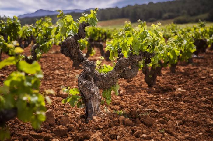 Requena será Ciudad Española del Vino en 2026 y espera un impulso turístico y económico