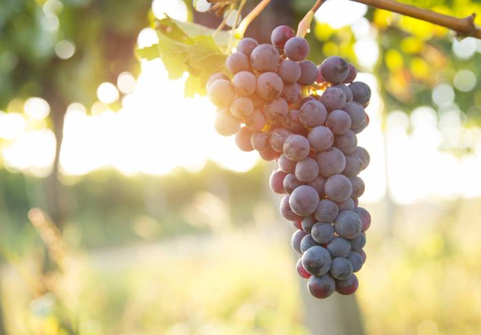 Veinte Masters of Wine recorren cinco denominaciones españolas para catar más de 300 vinos de garnacha