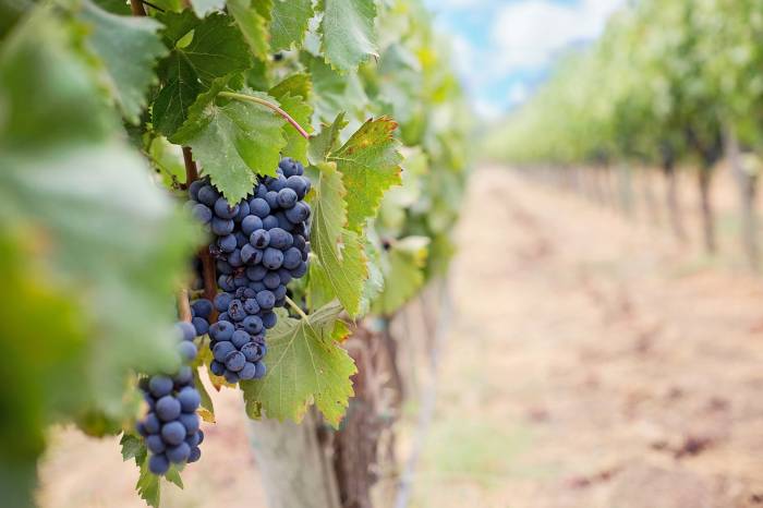 Pinot Grigio delle Venezie Targets 9% Alcohol and 10% Hybrid Grapes Amid Climate Pressures