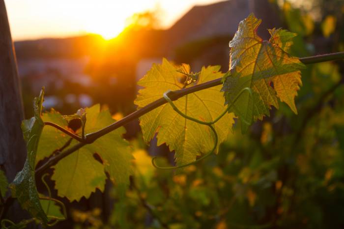 El 95 por ciento de la industria vitivinícola argentina rechaza eliminar el certificado obligatorio de ingreso de uva