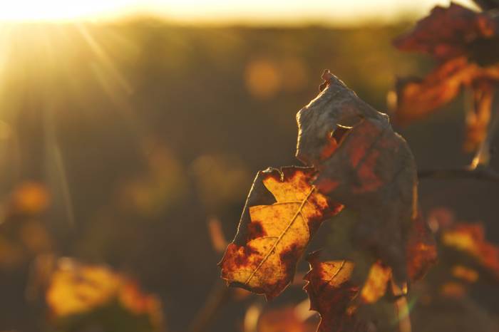 La sequía amenaza el 70 por ciento de la producción vinícola mexicana en Baja California