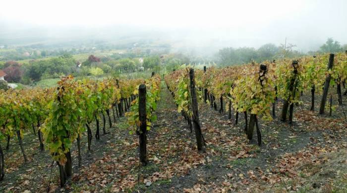 Flavescence Dorée Hits 21 of 22 Hungarian Wine Regions, Threatening 270 Million-Liter Industry