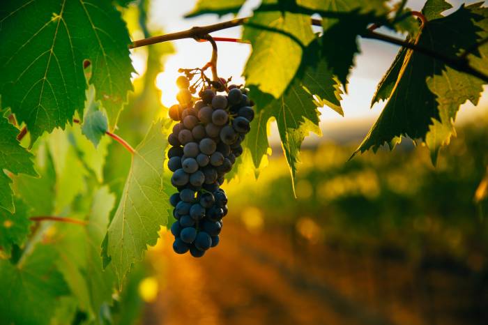 Portugal’s Wine Output Drops 14 Percent to 5.9 Million Hectoliters Amid Unstable Weather
