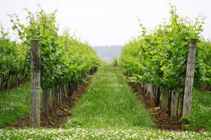 UK Wine Production Set to Hit 16 Million Bottles in 2025 After Record-Breaking Harvest