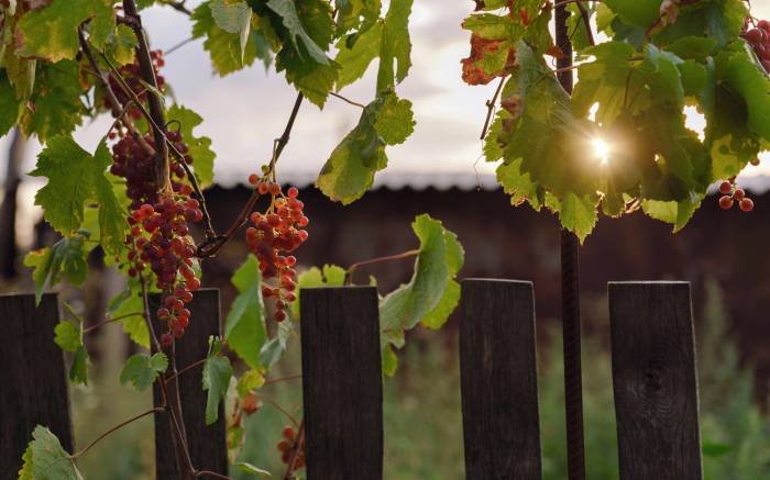 Eastern U.S. Wineries Grow as National Numbers Fall, Driven by Direct Sales and Local Loyalty