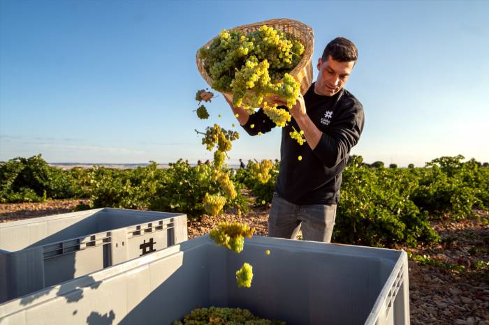 Cuatro Rayas celebra su 90 aniversario con más de cien premios internacionales para sus vinos verdejo