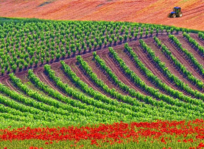 España autoriza solo 903 hectáreas para nuevas plantaciones de viñedo en 2026, el 0,1 % de la superficie total