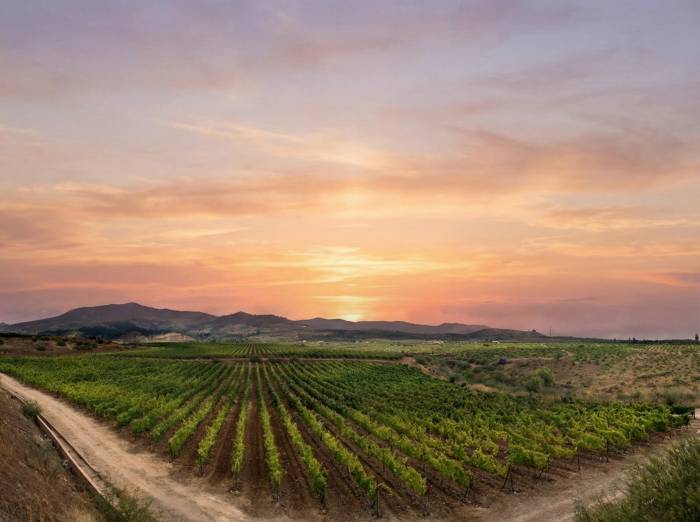 La vendimia de 2025 en Canarias cae un 33 por ciento en Tenerife y preocupa al sector