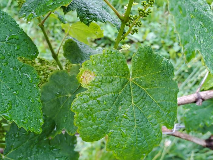 El proyecto europeo GRAPEBREED4IPM prevé reducir un 20 por ciento el uso de fungicidas en viñedos