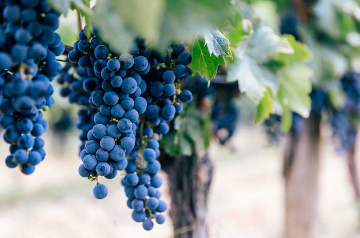 Southern France Winemakers Lose Up to 60 Percent of Crops as Climate Trading Becomes Lifeline