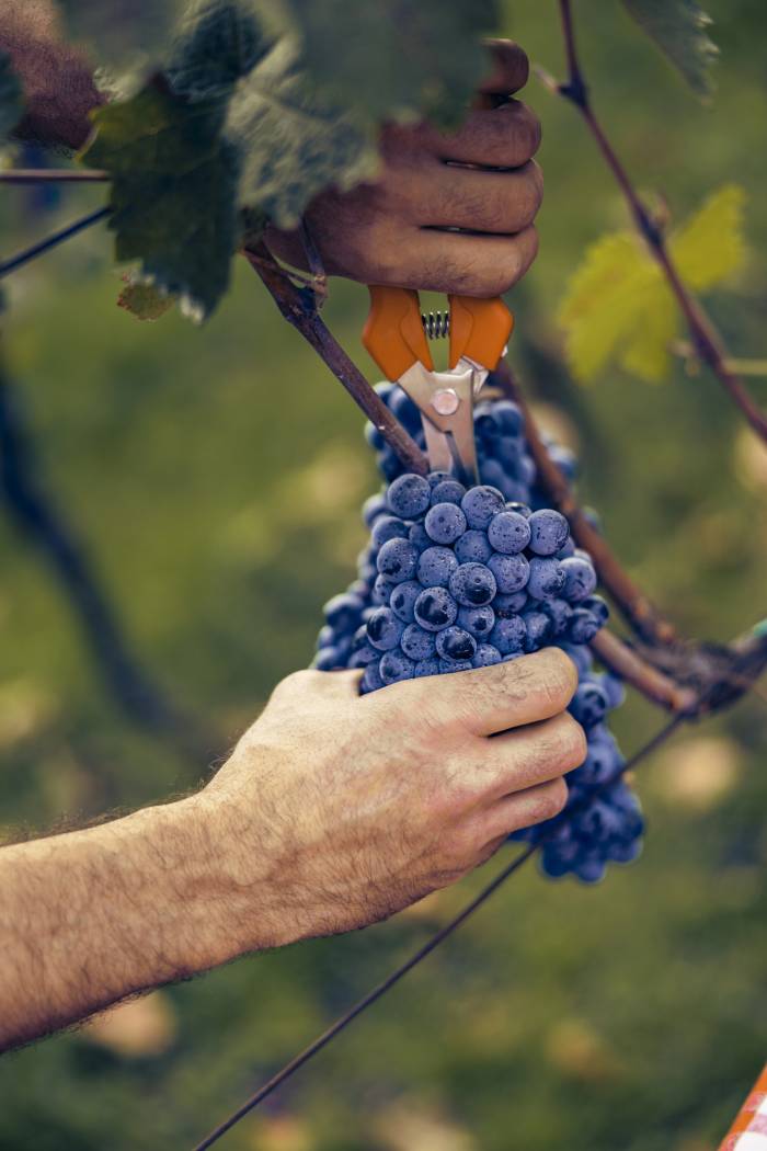 Nearly 74% of Spanish Wine-Growers Over 50 as Industry Faces Urgent Youth Shortage