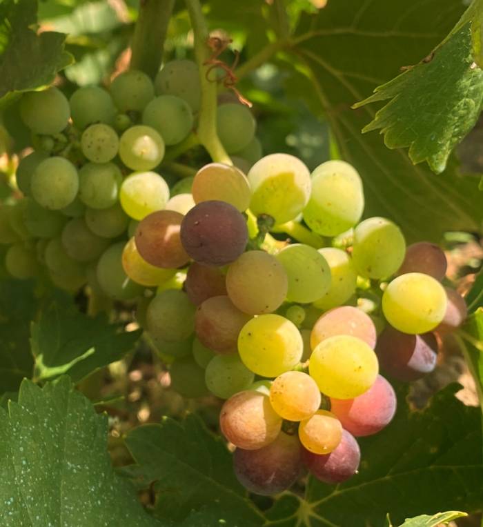 La cosecha de Amandi registra temperaturas un 5% superiores y la maduración más temprana de su historia