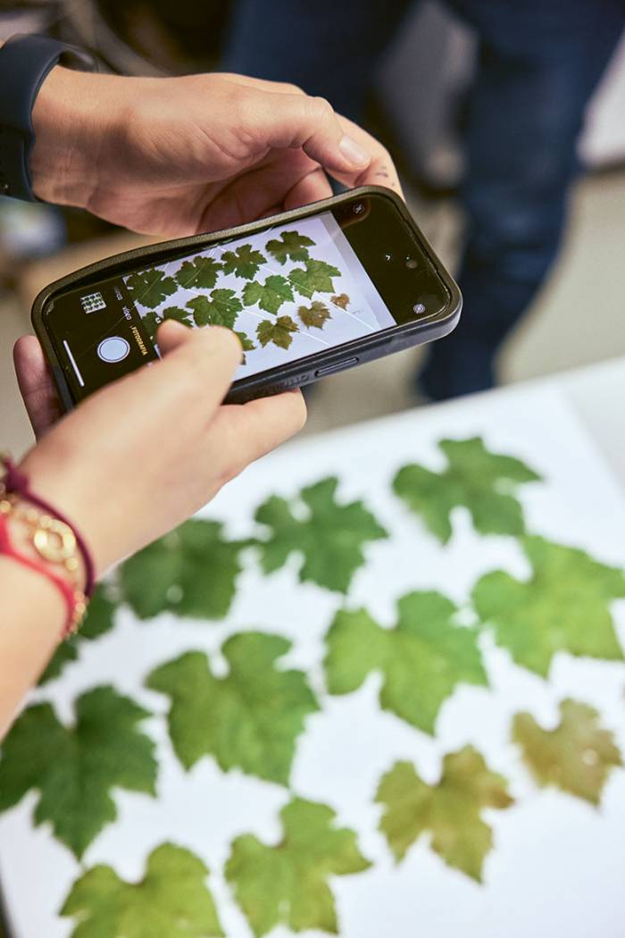 Forty New Grape Varieties Tested in Switzerland to Cut Synthetic Fungicide Use in Vineyards