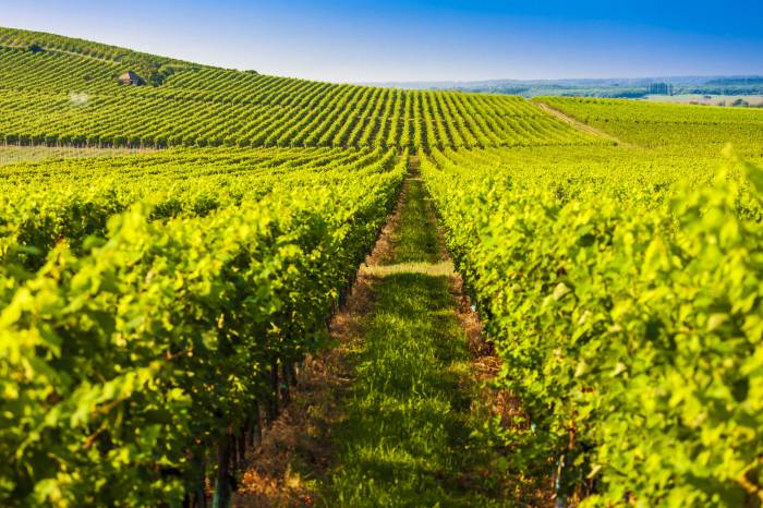 EU Raises Wine Sector Aid to 80 Percent as Consumption Predicted to Drop 1 Percent Annually