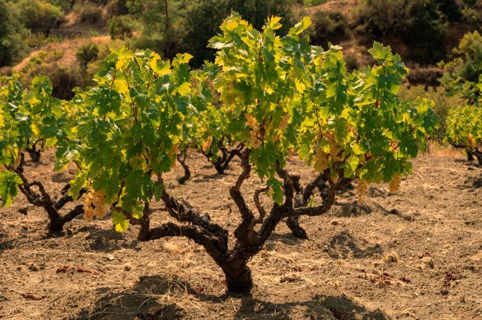 EU Wine Labels to Feature New Alcohol-Free and Reduced-Alcohol Categories as Consumption Hits 30-Year Low