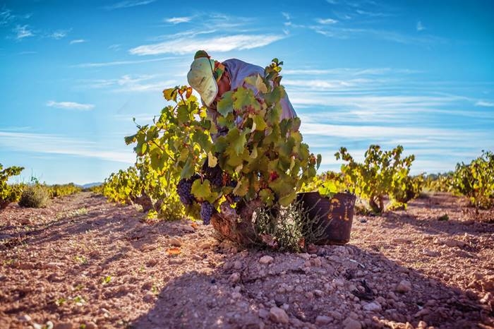 vendimia jumilla