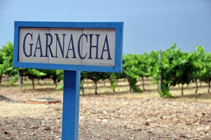 un cartel de garnacha en viñedo de uva garnacha