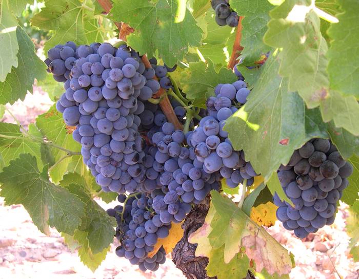 uva tinta garnacha