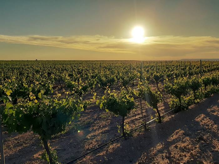 viñedo de la DO rueda