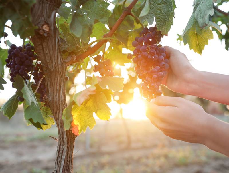 grape in vineyard