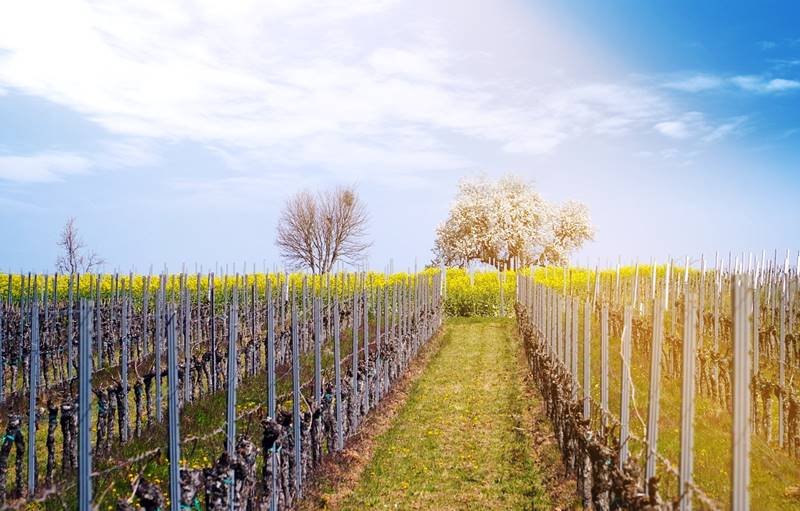 Un viñedo en primavera en un paisaje con árboles